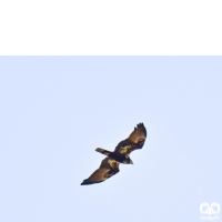 گونه سنقر تالابی Western Marsh Harrier